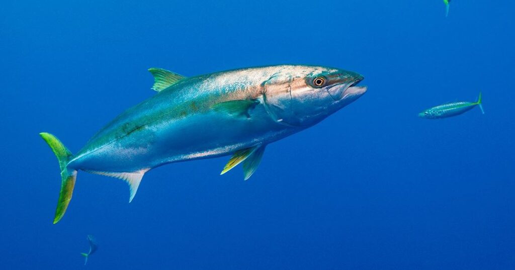 foods that start with x YELLOWTAIL KINGFISH