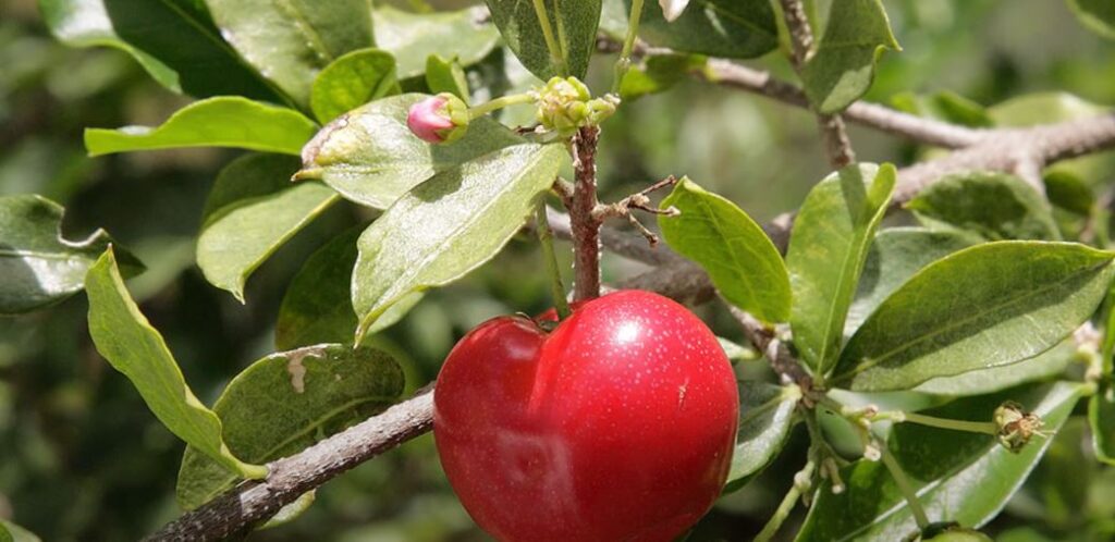 Acerola