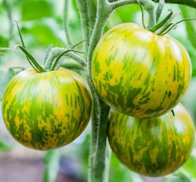 Zebra tomato