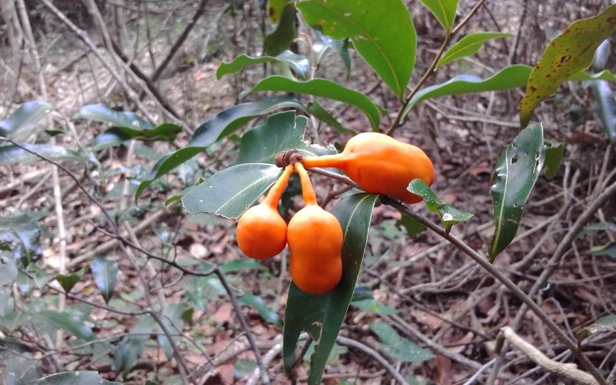 Zigzag Vine Fruit