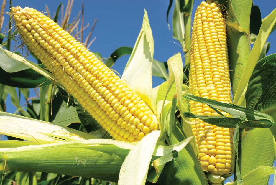 ear-of-corn-a-complete-nutritional-guide-to-discover-many-health